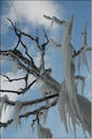 Filename=cold_03.gif
Filesize=39KiB
Dimensions=379x569
Date added=Mar 19, 2021 cold_03.gif