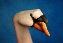 Filename=finger_05.jpg
Filesize=77KiB
Dimensions=800x545
Date added=Mar 18, 2021 finger_05.jpg