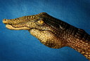 Filename=finger_07.jpg
Filesize=122KiB
Dimensions=800x545
Date added=Mar 18, 2021 finger_07.jpg