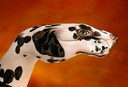Filename=finger_08.jpg
Filesize=106KiB
Dimensions=800x545
Date added=Mar 18, 2021 finger_08.jpg