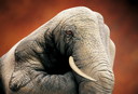 Filename=finger_09.jpg
Filesize=160KiB
Dimensions=800x545
Date added=Mar 18, 2021 finger_09.jpg