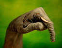 Filename=finger_10.jpg
Filesize=83KiB
Dimensions=762x600
Date added=Mar 18, 2021 finger_10.jpg